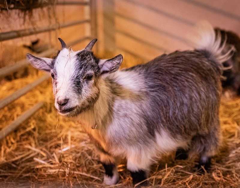 Christmas experience Santa trail ballylig barn goats