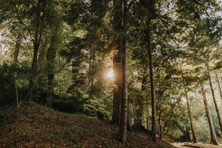 Magheramorne Estate biodiversity and sustainability in our woods